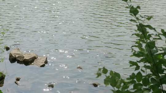 水面反光逆光湖边河边绿植