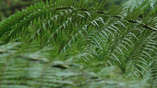 大自然瀑布蕨类绿色生命野外户外清新视频素材模板下载