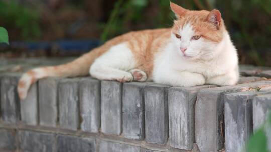 橘猫躺在窗台上休息