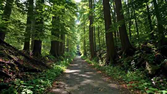 森林中林间小道自然风光