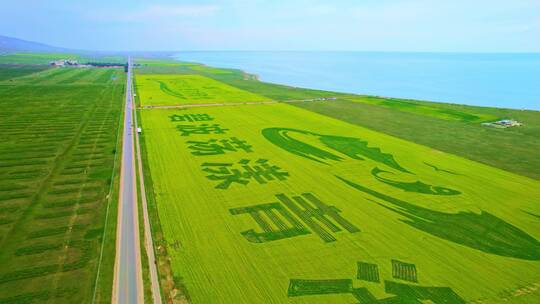 航拍青海湖海南州油菜花田（巨型文字图案）