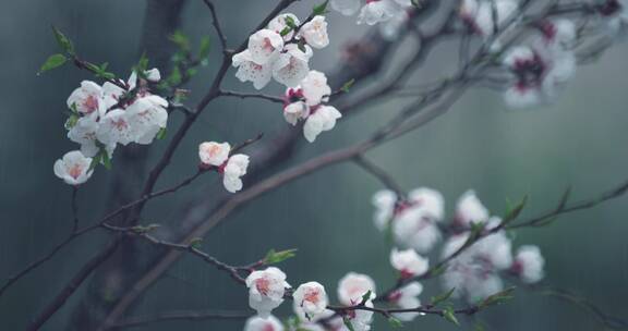 雨中桃树桃花唯美空镜
