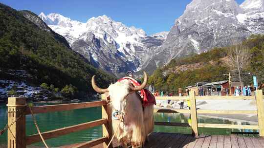 云南丽江旅游蓝月谷玉龙雪山牦牛打卡景点