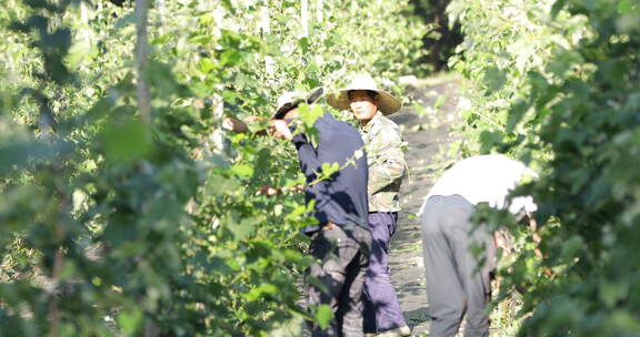 农民在葡萄园修剪葡萄2