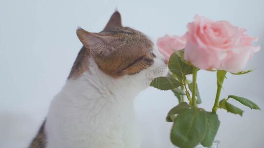 唯美宠物猫咪与玫瑰花