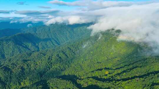 航拍山川原始森林云雾缭绕