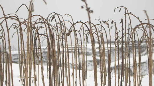 雪地里枯萎的向日葵杆