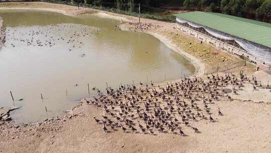 清远黑棕鹅养殖基地航拍素材4K直出