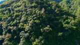 云南风光普洱亚热带原始森林高清在线视频素材下载