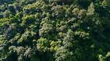 云南风光普洱亚热带原始森林高清在线视频素材下载