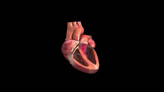 人体心脏器官心房心室收缩和舒张血液循环视频素材模板下载
