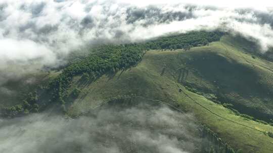 高山森林云雾