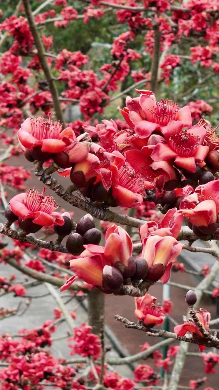 盛开的木棉花特写