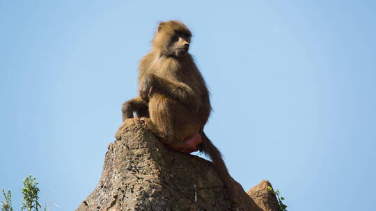 坐在岩石上张望的猴子