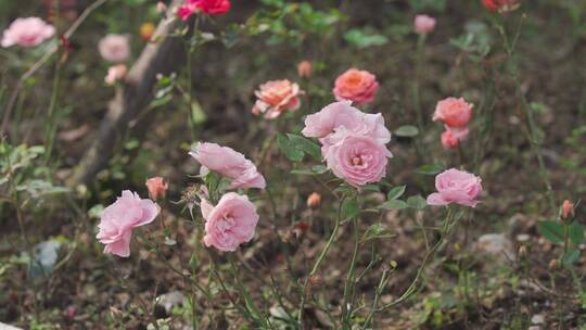 城市里的花——蔷薇