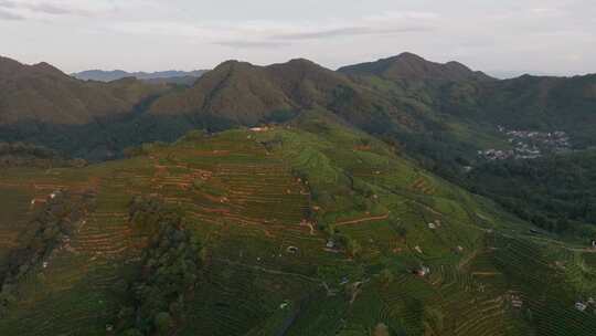 杭州西湖龙井产地翁家山龙井村