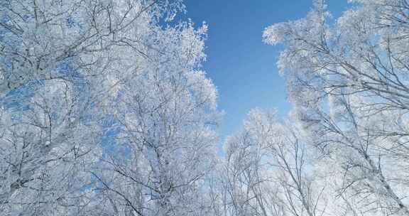 雾凇 雪景 纯净 唯美 冬季