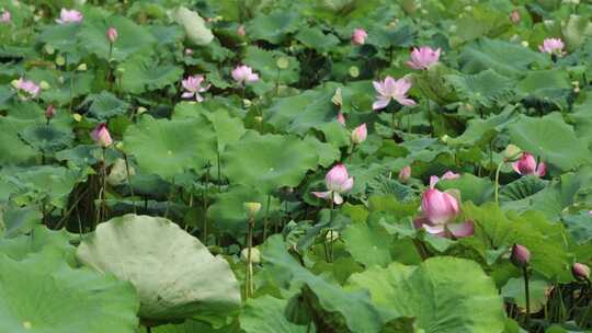 菡萏、荷花