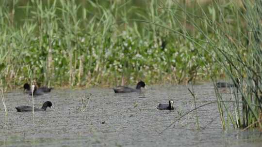 拉鲁湿地野鸭4K实拍视频