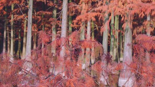 冬天武汉涨渡湖湿地红色自然保护区水杉视频素材模板下载