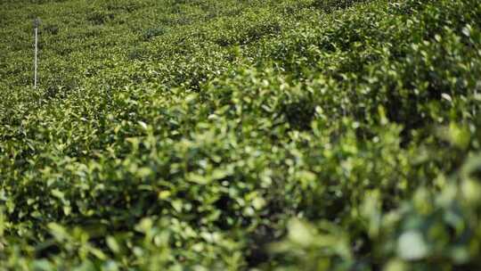 茶叶 茶 品茶 采茶制茶 茶山 摘茶视频素材模板下载