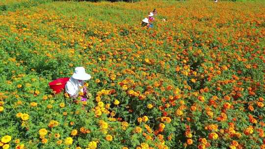 菊花万寿菊丰收采摘农民农村农业乡村振兴