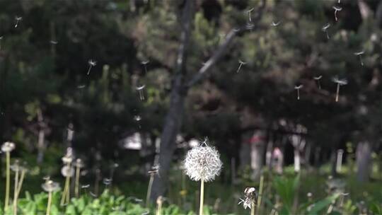 蒲公英种子飘落慢镜头1