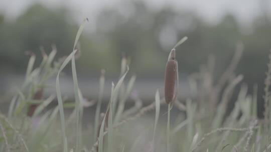 夏日吹风芦苇芦花水草慢镜头