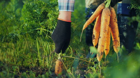 农民从地里拔出新鲜的胡萝卜