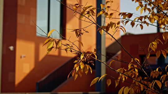 钢筋水泥的城市里秋天树木的黄叶