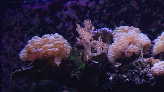 【合集】海洋馆海藻  海底植物