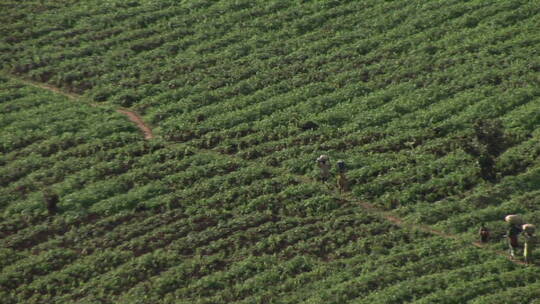 非洲农民走过田野的鸟瞰图
