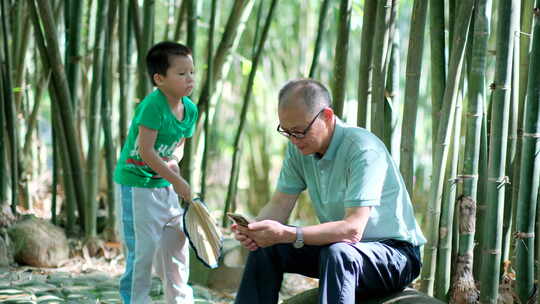 炎热夏天竹林里看手机  孙子给爷爷摇扇子