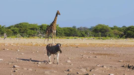 长颈鹿在草原行走
