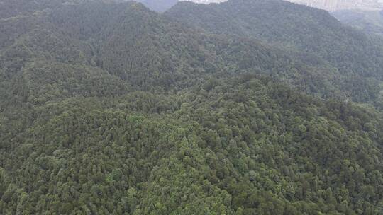 航拍丘陵山川森林绿色植物