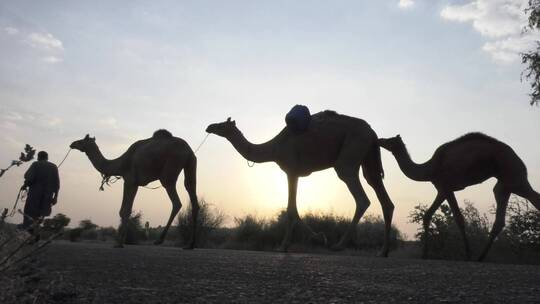 骆驼走在沙漠