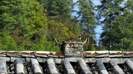 乡村屋顶瓦房上的小鸟