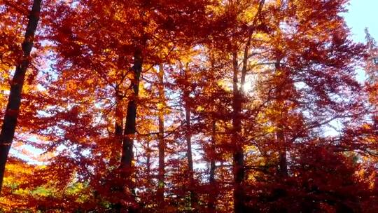 阳光洒在秋季的森林中