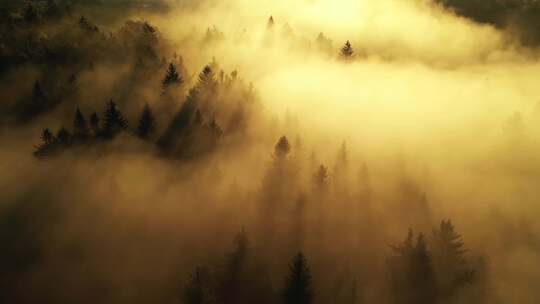 早晨金色的阳光 阳光照射森林 森林云雾
