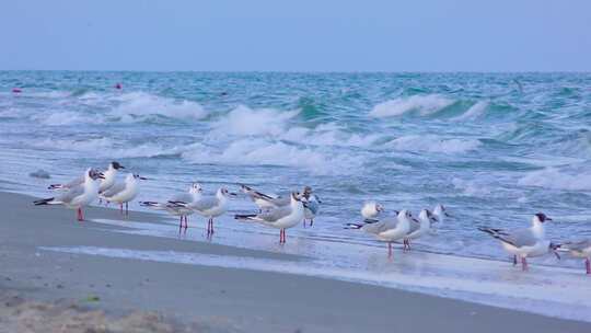 海边海浪沙滩上的海鸥