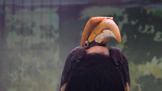 【镜头合集】国家级濒危物种保护动物犀鸟