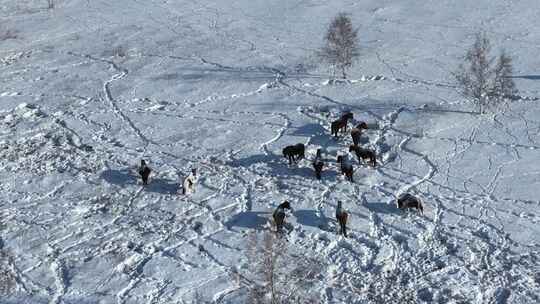 雪地牧场马群