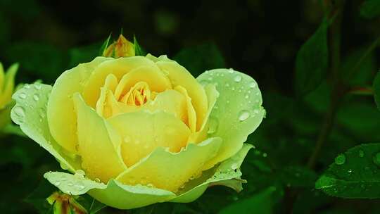 黄色玫瑰花带着露水