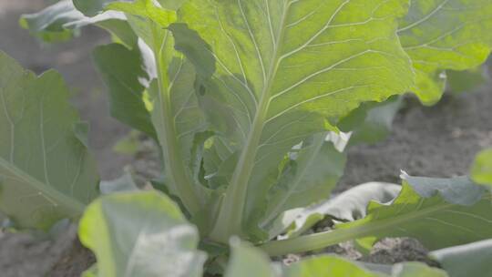 花菜温室生长微距创意拍摄LOG素材