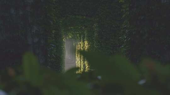 春天成都二环路隧道绿野仙踪