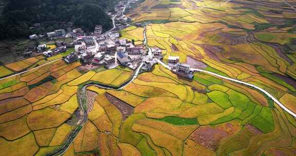 4k航拍云贵川农村水稻良田