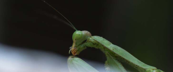 螳螂，昆虫，bug，特写，宏