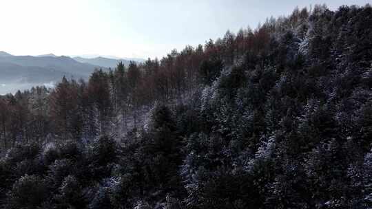 航拍东北下暴雪林海雪原威虎山