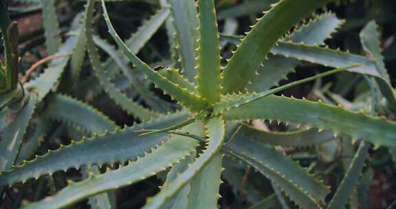 芦荟植物户外