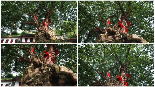 一棵千年古树高清在线视频素材下载